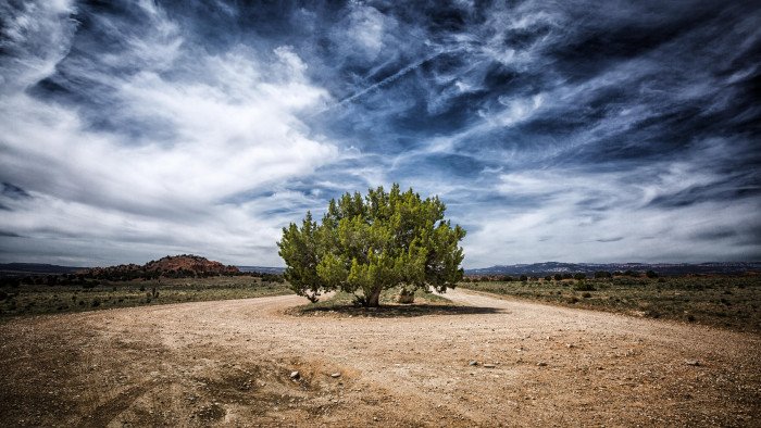 One Juniper Tree 2k 4k 5k