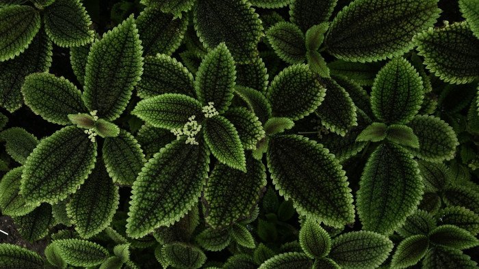 Moon Valley Pilea from the Oxford Botanic Garden 2k