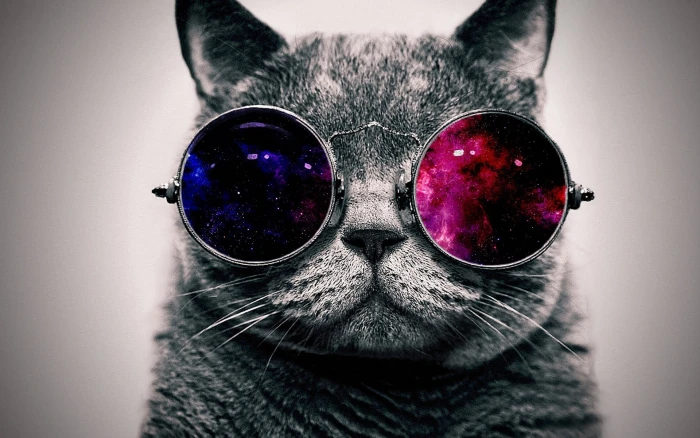 grey cat and sunglasses space abstract minimalism animals 34