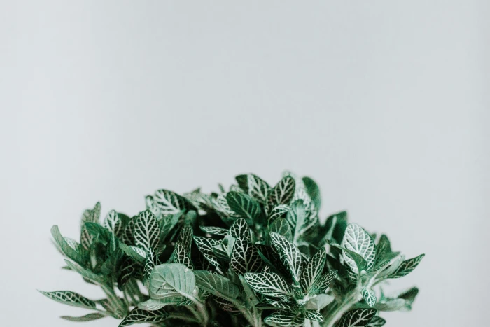 green plant wall minimal leaf leaves interior design mint 2k 4k