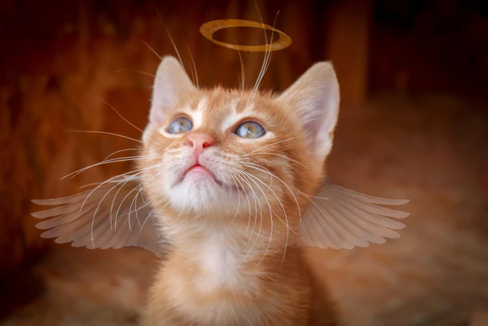 cat angel christmas wing kitten charming halo view cute 2k 4k 5k
