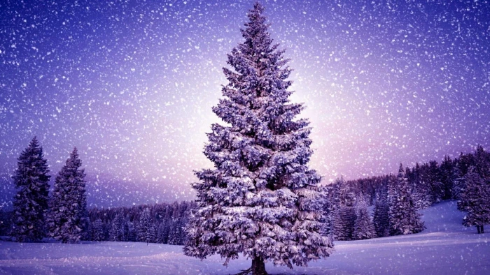 christmas tree snowy field pine snowfall celebration