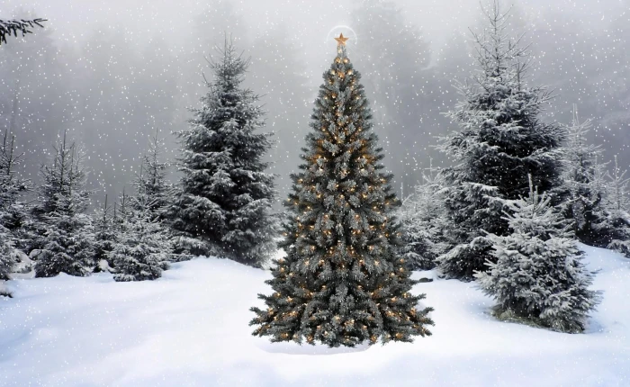 Christmas tree trees garland star snow winter forest new year