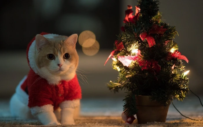 orange tabby cat animals Christmas Tree Santa costume holiday