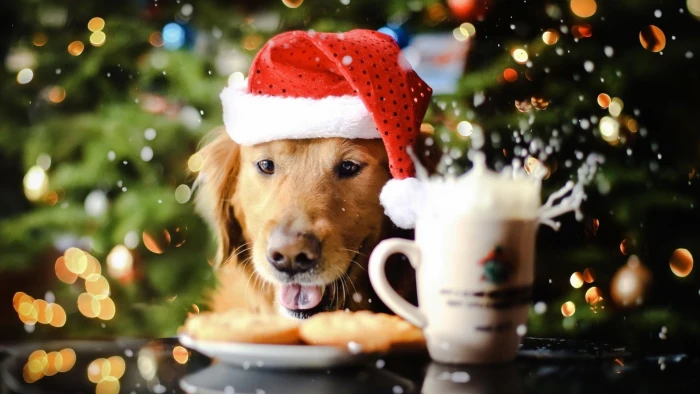 Cute puppy spreading the christmas spirit golden retriever holidays