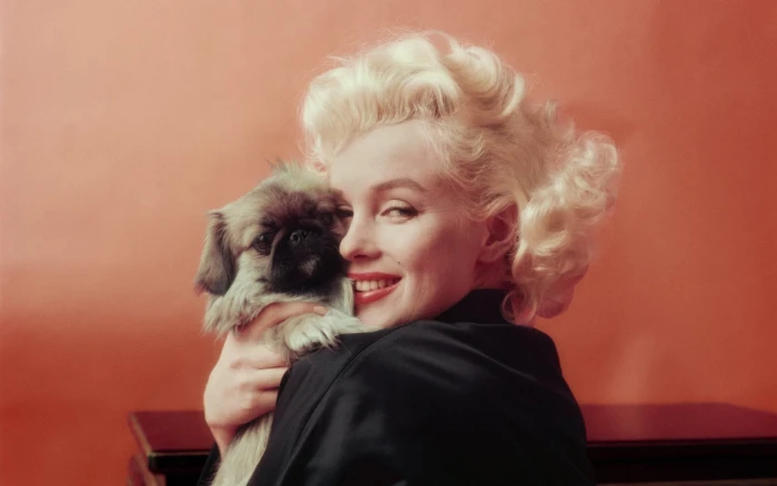 Actresses Marilyn Monroe Celebrity Dog Puppy