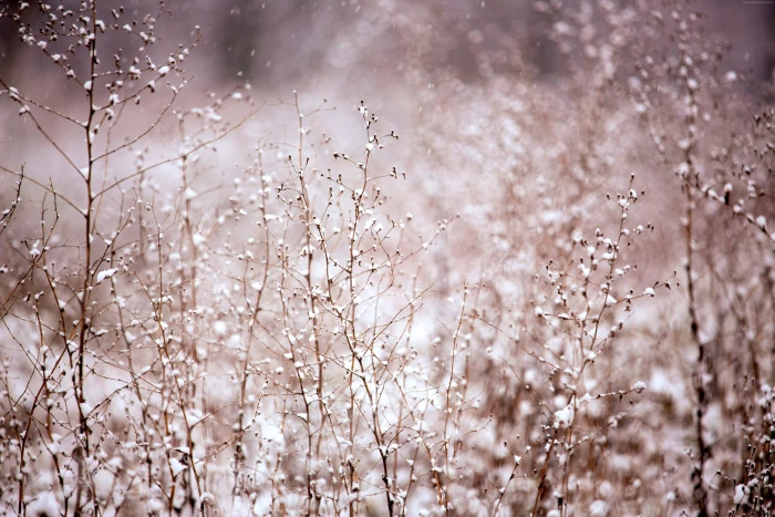 Bush meadows pink snow 2k 4k 5k