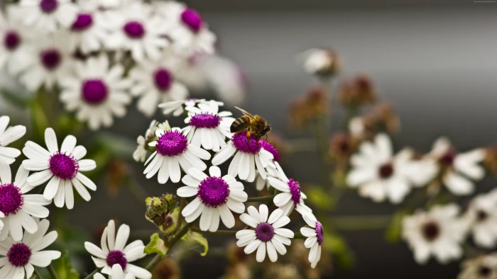 bee Daisies flowers 2k 4k 5k