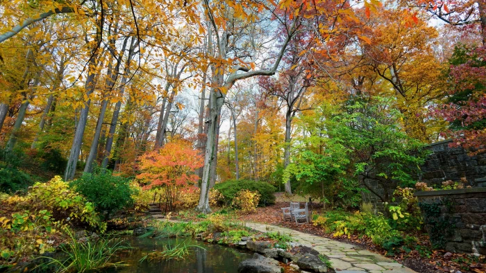 landscape scene autumn plant tree change forest tranquility 2k 4k 5k 8k