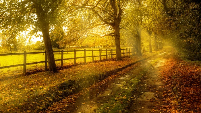 landscape tree plant autumn nature tranquility beauty in 2k 4k 5k 8k