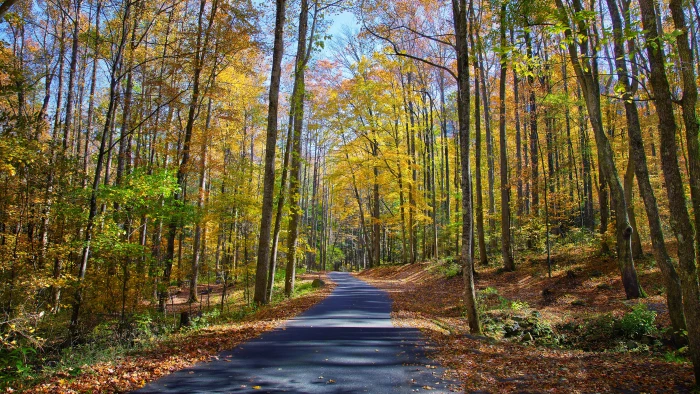 nature hd tree forest plant land direction the way forward 2k 4k 5k 8k