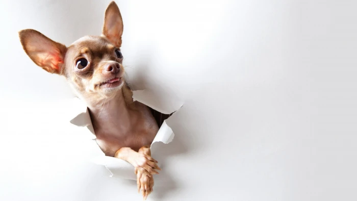 chihuahua picture of dog domestic animals pets 2k 4k 5k 8k