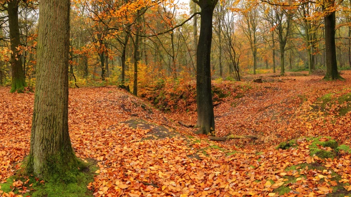 ultra high def wide tree autumn change forest land 2k 4k 5k 8k