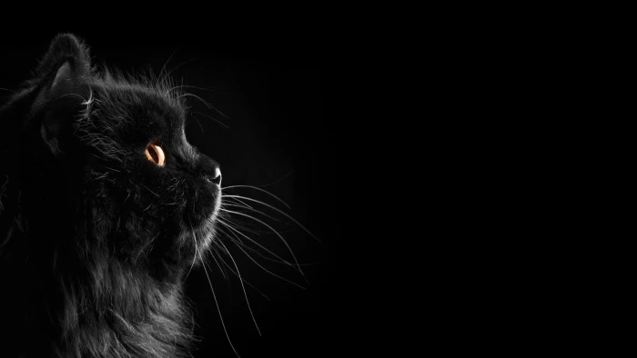 px black background Black Cats cat Dark Selective Coloring Nature Fields HD Art 2k
