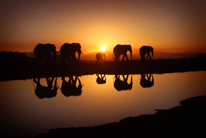 five elephants landscape nature sky morning sunlight sunset 2k