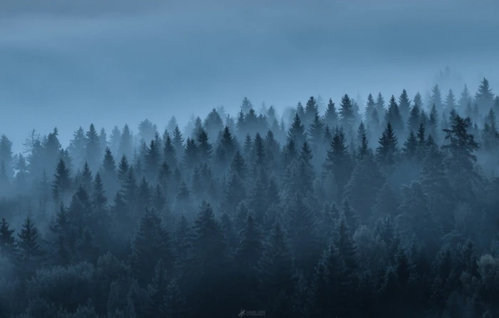 green leaf trees landscape forest mist nature plant tranquility
