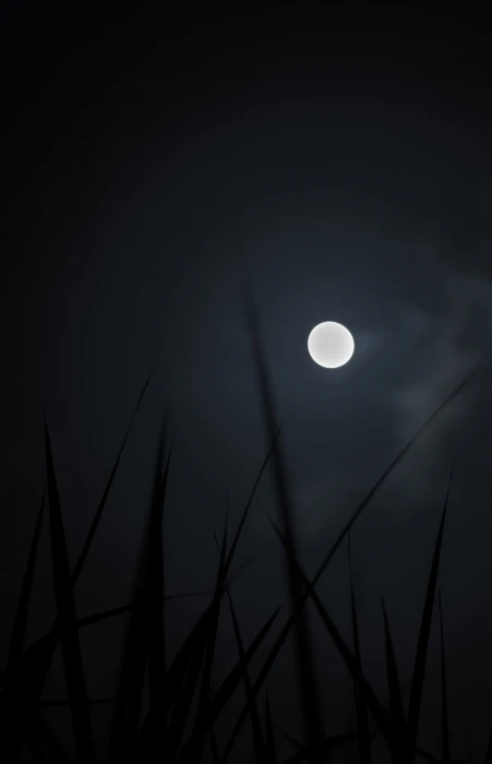 martinique le robert grass light amoled stars dark moon 2k