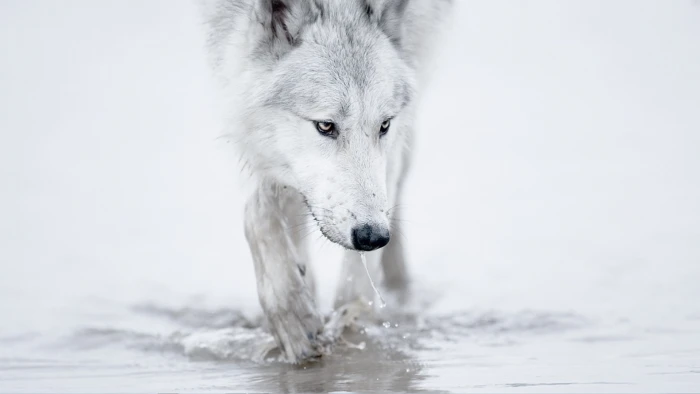 winter snow white wolf arctic Nature Winter HD Art 2k
