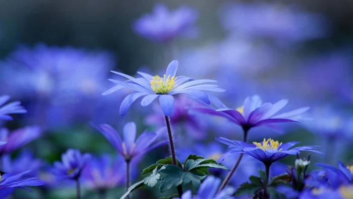 flower plant bulb garden flora blossom floral spring 2k