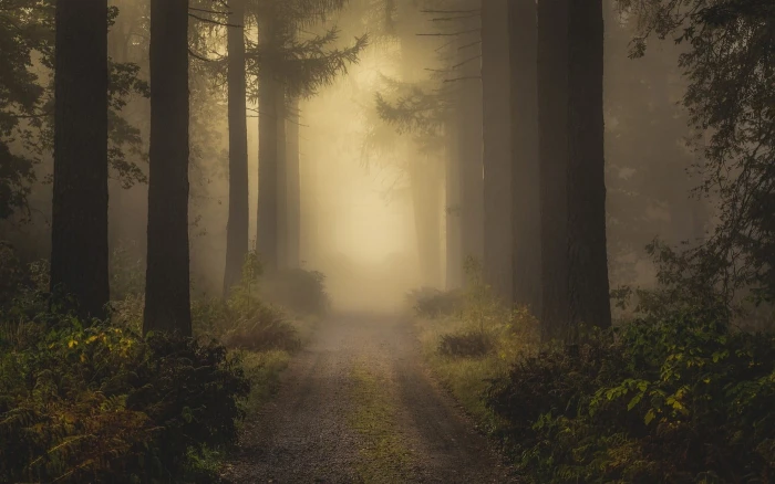alley in between trees covered with fogs digital wallpaper road forest during foggy time