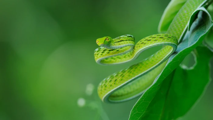 green snake selective focus photography of viper on leaf during daytime 2k