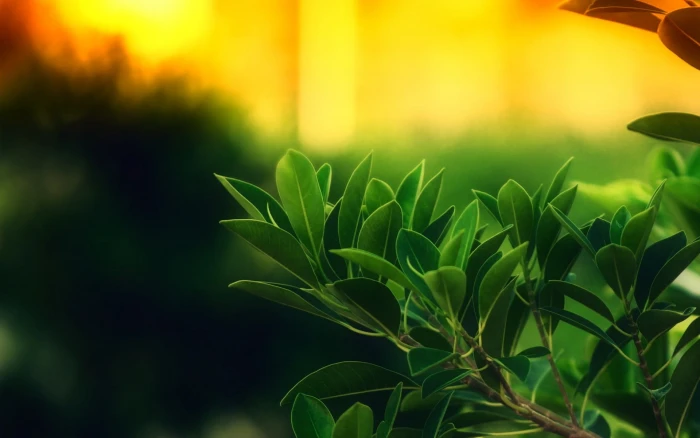 green leafed plant macro nature leaves plants growth color 2k