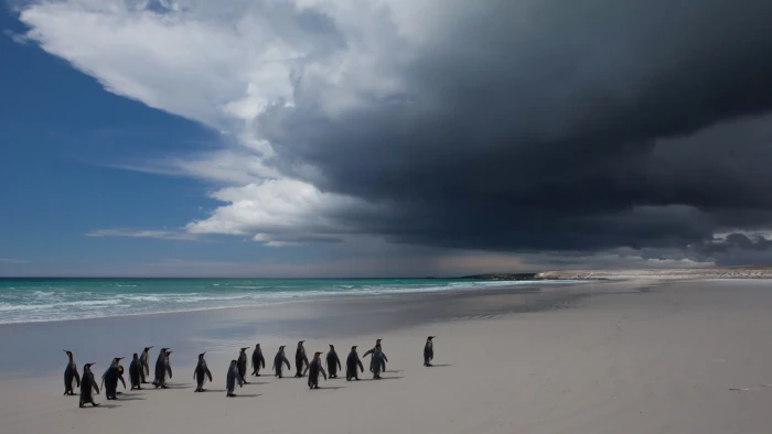 nature animals landscape sand penguins beach sea coast 2k