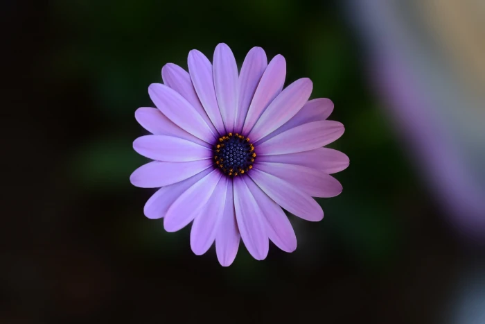 nature summer purple texture beautiful bloom blooming blossom 2k