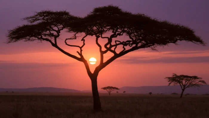 nature sunset silhouette sunrise sky landscape savanna 2k
