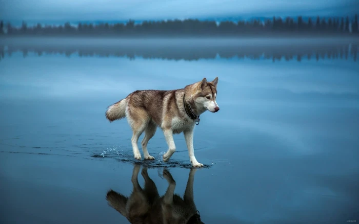 Siberian husky dog animals water lake mist trees forest 2k