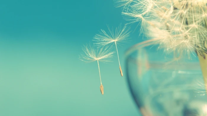 white dandelion seeds macro nature summer close up fluffy 2k