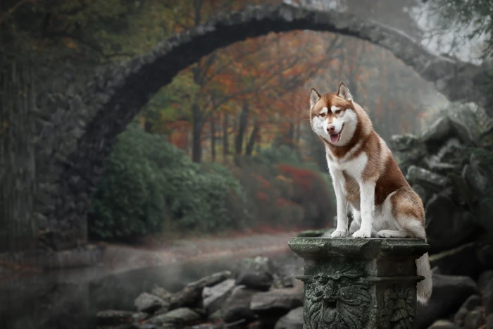 animals dog bridge nature Siberian Husky 2k