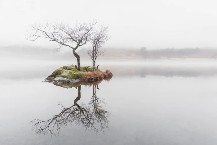 bare tree nature water mist trees reflection tranquility 2k