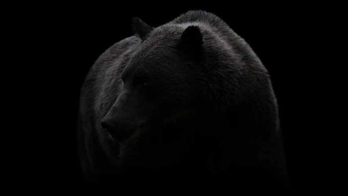 bear black and white brown wildlife photography 2k 4k