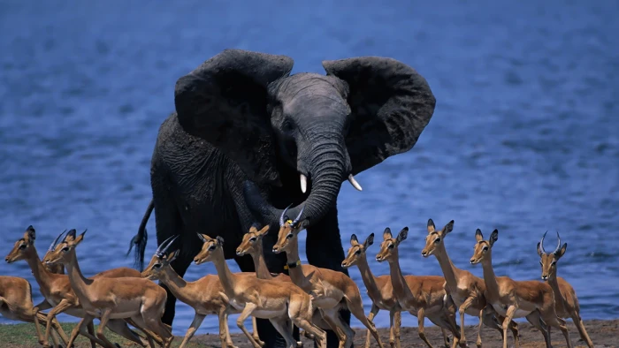 black elephant nature animals wildlife Botswana animal themes 2k