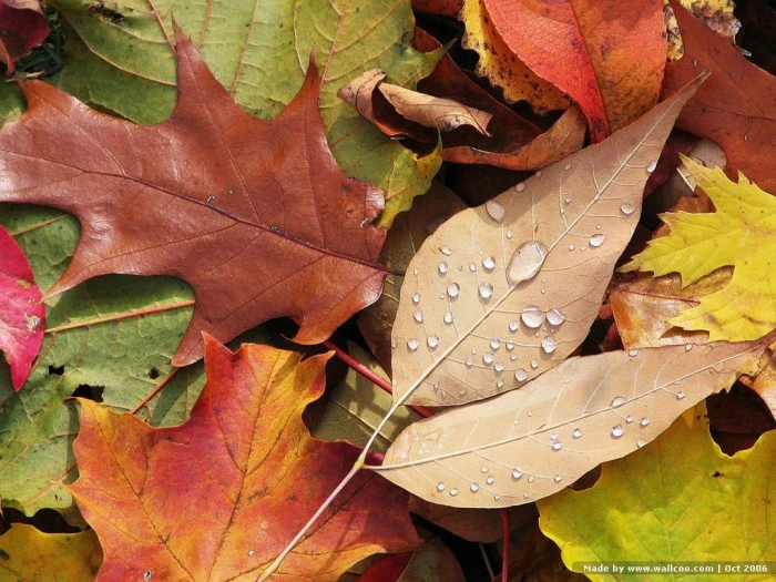brown and green maple leaves nature water drops fall leaf