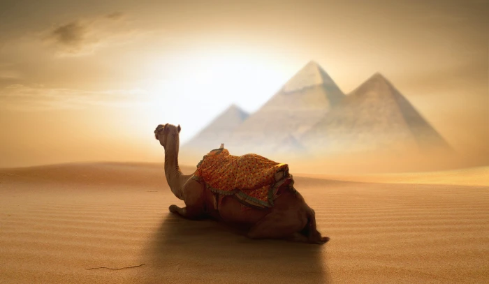 brown camel sitting on desert wallpaper Egypt pyramid animals 2k