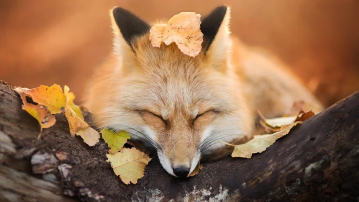 brown fox beige laying on tree nature animals trees leaves 2k