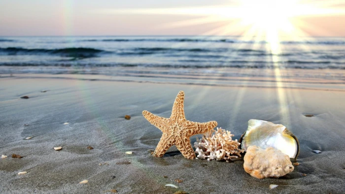 All The Beach Gang brown starfish shells and abstract 2k