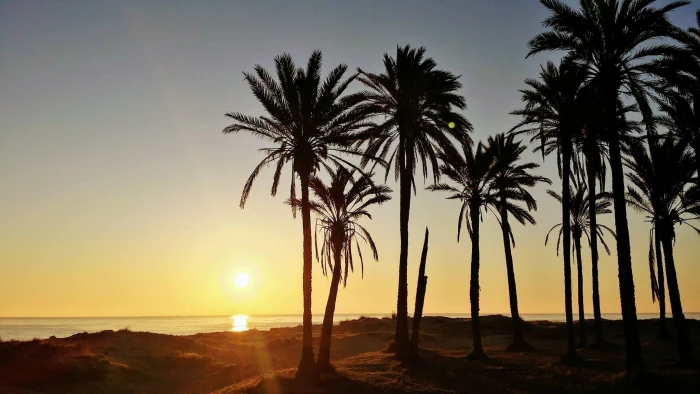 spain palm trees torrevieja holiday summer mediterranean 2k