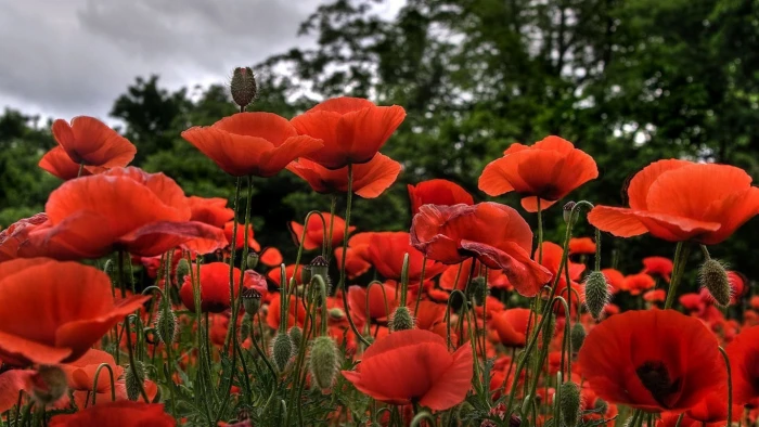 red flowers poppies nature plants flowering plant beauty in