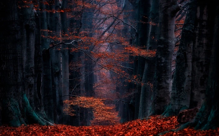 red leafed trees landscape photography of maple tree in forest