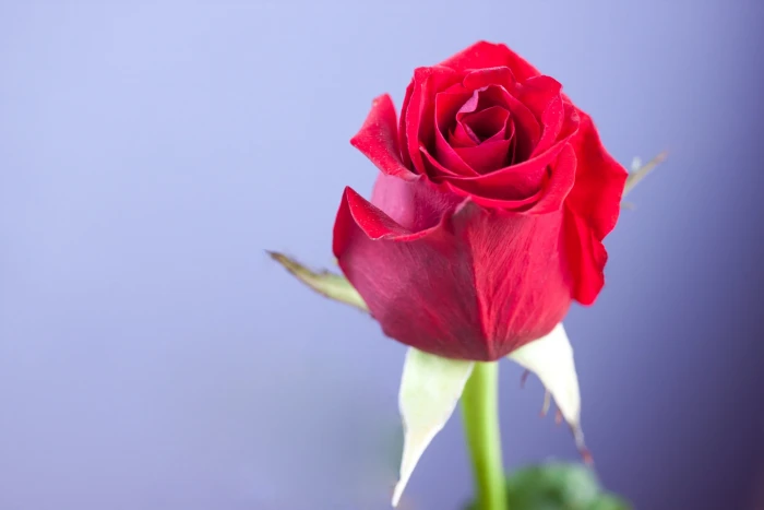 rose flower flowers romantic beauty red love nature 2k