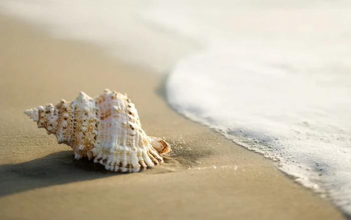 seashells beach sand coast nature 2k