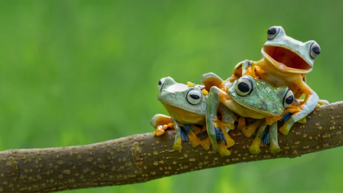 three green and yellow tree frogs amphibian animals animal themes 2k