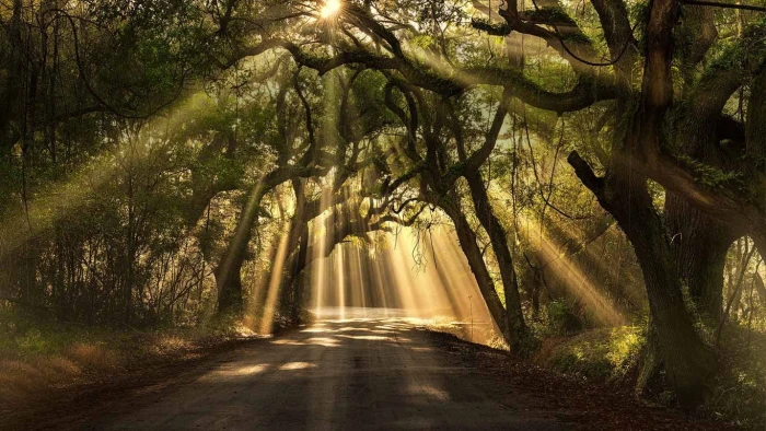 tree tunnel way nature photography landscape road sun rays
