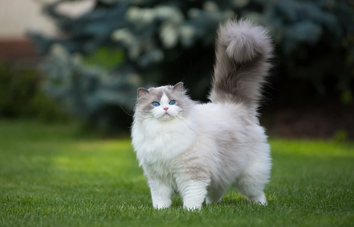 white and gray Persian cat grass green animals blue eyes 2k