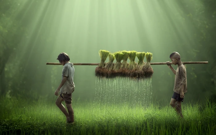 boy's brown shirt children farmers field rice water drops 2k