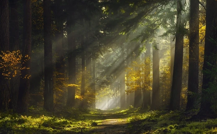trees mist forest sunlight grass sunbeams path nature