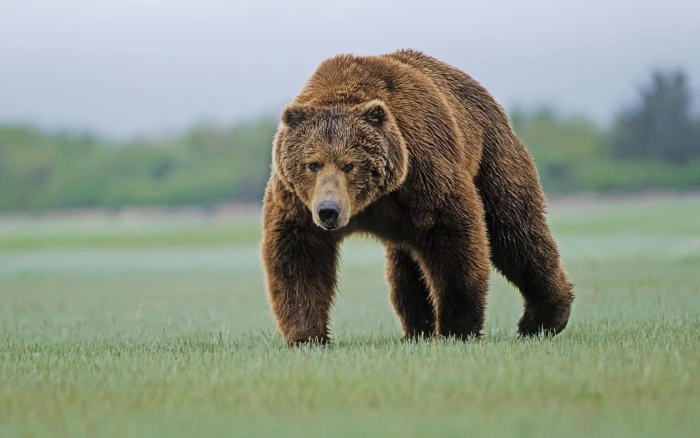 brown bear bears nature animals Grizzly Bears 2k